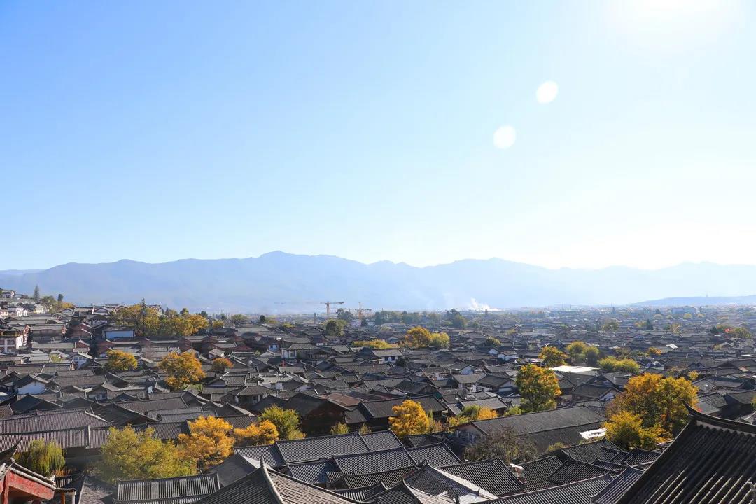 藏在麗江古城街頭巷尾的樹，一入冬就美成了畫