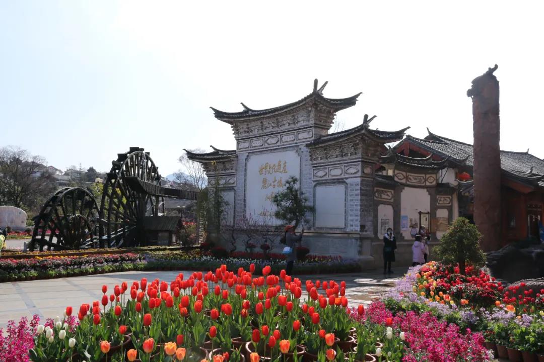 年味足、春意濃! 麗江古城春節假日旅游回暖