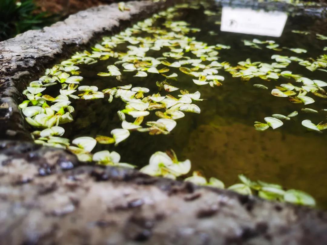 門前老槐又開花，七月來麗江古城這座百年老宅賞花聽雨