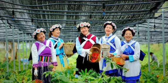 50000多畝洋芋花開！太安迎來一年中的最美季節~