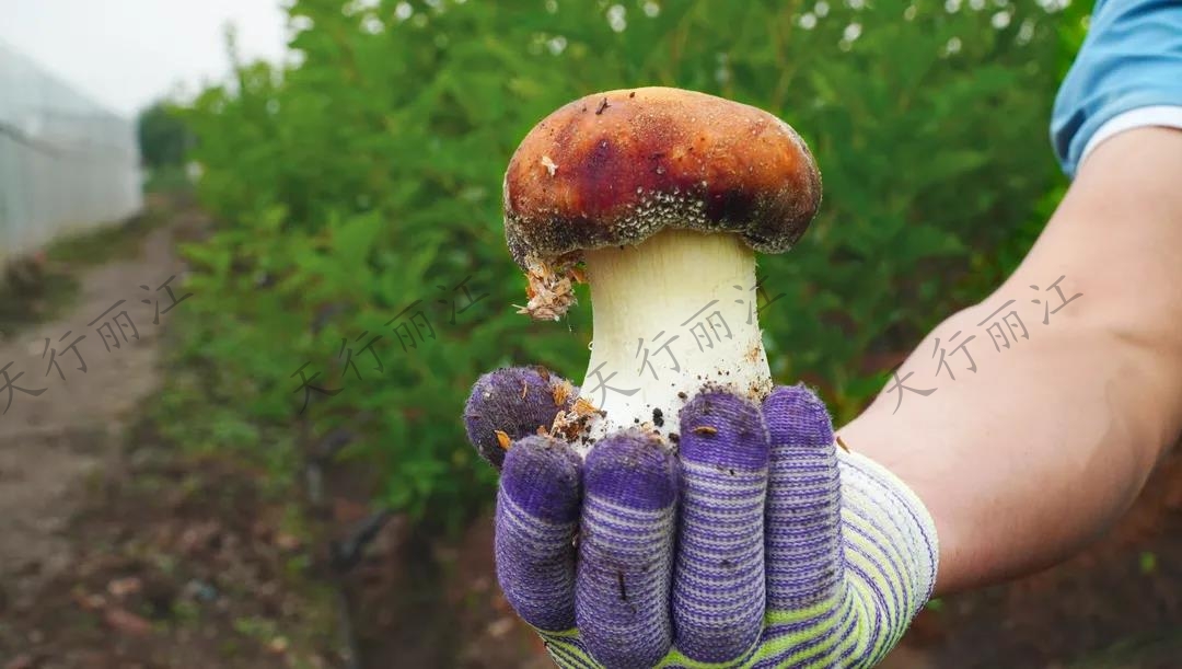 距離城區不到20分鐘！竟藏著一處可以采菌子的