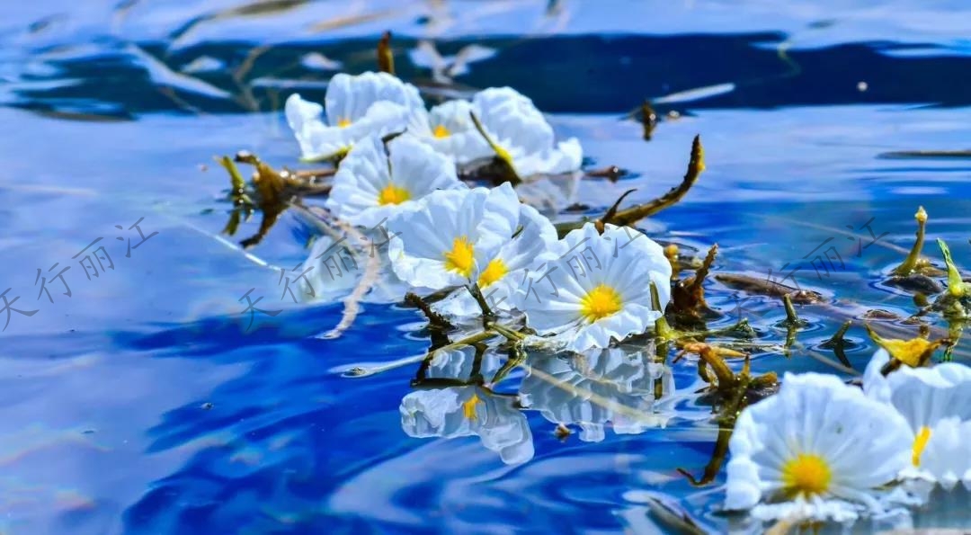 這個夏天一定要來麗江，看一次“水性楊花”