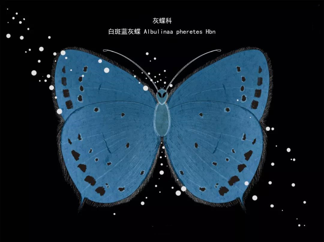 麗江傳媒公司：什么是玉龍雪山生物多樣性之美？且看這一只只“會飛的花朵”