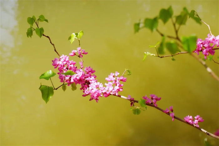 我在麗江的冬天，想念四季在公園閑逛的模樣